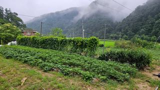 힐스님의 농사, 무엇이든 물어보세요! · 참여글 작성글 사진