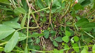 힐스님의 농사, 무엇이든 물어보세요! · 참여글 작성글 사진