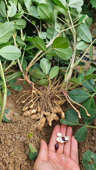 힐스님의 농사, 무엇이든 물어보세요! · 참여글 작성글 사진