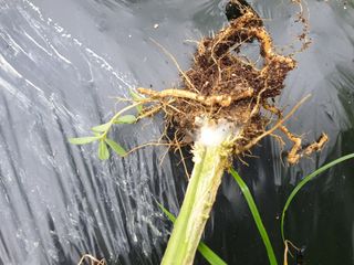 류민영님의 농사, 무엇이든 물어보세요! · 참여글 작성글 사진