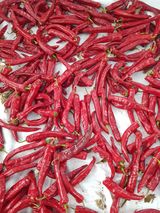 팜모닝 고추·영농일지 게시글 이미지