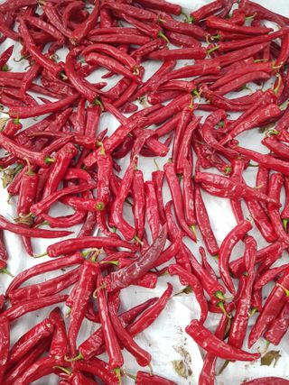 유목님의 고추 · 영농일지 작성글 사진