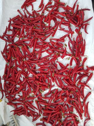 유목님의 고추 · 영농일지 작성글 사진