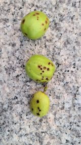 팜모닝 기타작물·병해충상담 게시글 이미지