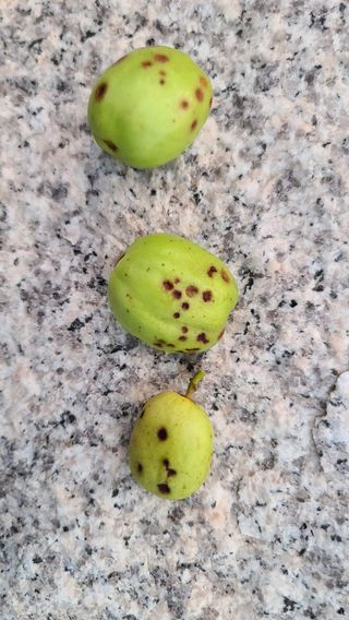 곰세마리님의 기타작물 · 병해충상담 작성글 사진