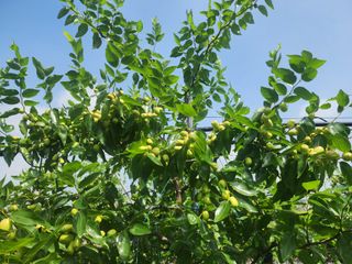 대추 9544님의 자유주제 · 자유게시판 작성글 사진