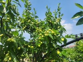 대추 9544님의 자유주제 · 자유게시판 작성글 사진