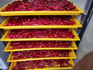 배추21924님의 고추 · 수확 작성글 사진