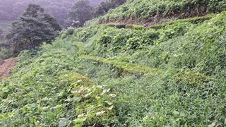 선곡다원님의 기타작물 · 영농일지 작성글 사진