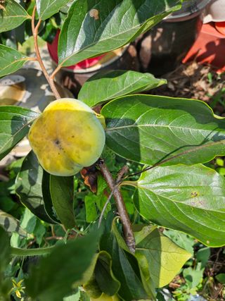 오이15603님의 감 · 병해충상담 작성글 사진