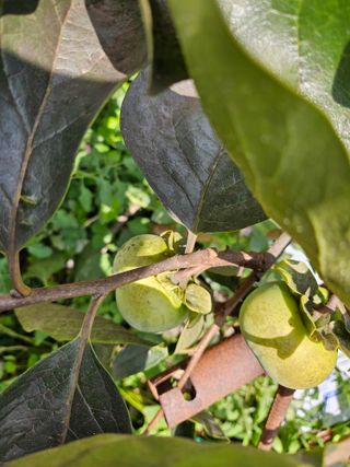 오이15603님의 감 · 병해충상담 작성글 사진