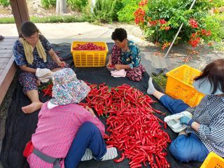 강경식님의 고추 · 영농일지 작성글 사진