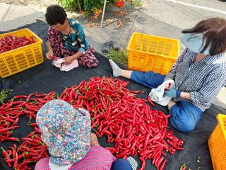 강경식님의 고추 · 영농일지 작성글 사진