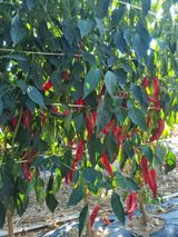 팜모닝 자유주제·사진전 게시글 이미지