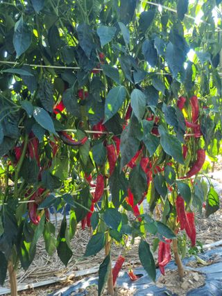 나재흠님의 자유주제 · 사진전 작성글 사진