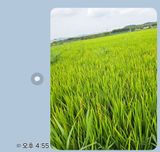 팜모닝 벼·병해충상담 게시글 이미지