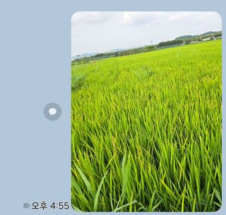 이옥주님의 벼 · 병해충상담 작성글 사진