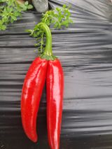 팜모닝 벼·자유게시판 게시글 이미지