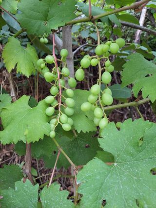 비료대리점님의 자유주제 · 자유게시판 작성글 사진