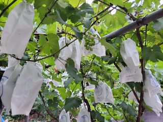 비료대리점님의 자유주제 · 자유게시판 작성글 사진