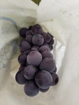 팜모닝 자유주제·자유게시판 게시글 이미지