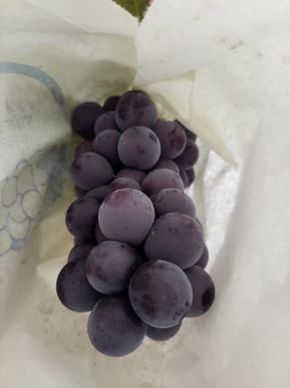 비료대리점님의 자유주제 · 자유게시판 작성글 사진