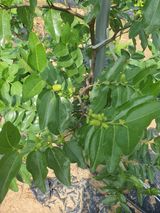 팜모닝 자유주제·자유게시판 게시글 이미지