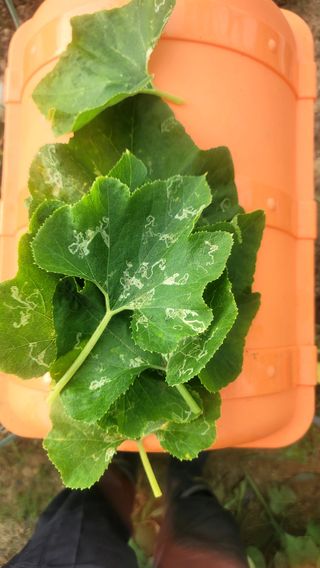 퍼스트파님의 호박 · 병해충상담 작성글 사진