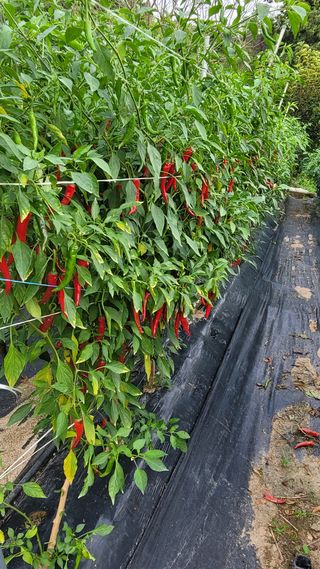 강화댁님의 팜모닝 · 출석 작성글 사진