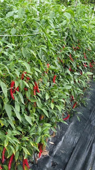 강화댁님의 팜모닝 · 출석 작성글 사진