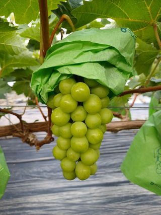 못내뜰애농원님의 자유주제 · 자유게시판 작성글 사진