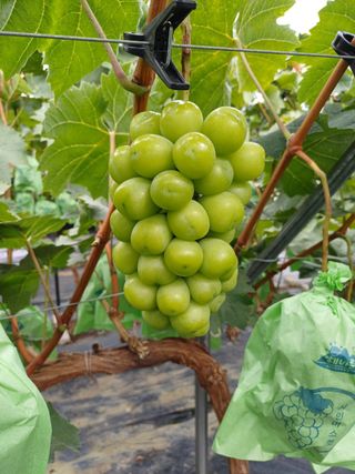 못내뜰애농원님의 자유주제 · 자유게시판 작성글 사진