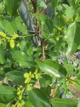 팜모닝 기타작물·영농일지 게시글 이미지