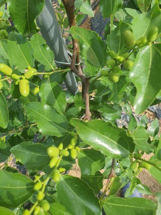 이용순님의 기타작물 · 영농일지 작성글 사진