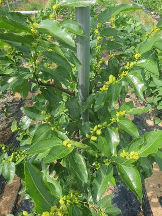 이용순님의 기타작물 · 영농일지 작성글 사진