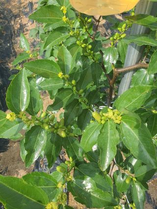 이용순님의 기타작물 · 영농일지 작성글 사진