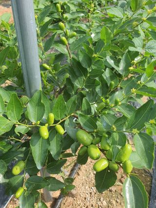 이용순님의 기타작물 · 영농일지 작성글 사진