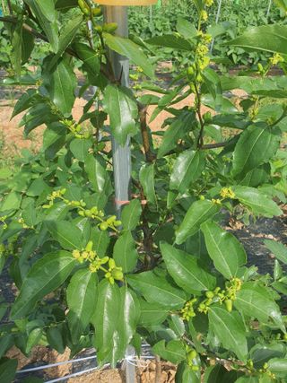 이용순님의 기타작물 · 영농일지 작성글 사진