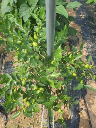 이용순님의 기타작물 · 영농일지 작성글 사진