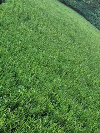 정금천님의 벼 · 영농일지 작성글 사진