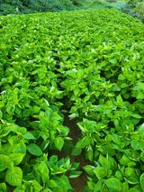 팜모닝 들깨·영농일지 게시글 이미지