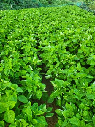 정금천님의 들깨 · 영농일지 작성글 사진