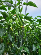 팜모닝 고추·영농일지 게시글 이미지