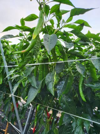 정금천님의 고추 · 영농일지 작성글 사진