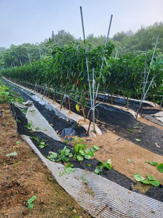 정금천님의 고추 · 영농일지 작성글 사진