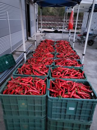 남원여시님의 고추 · 영농일지 작성글 사진