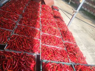 남원여시님의 고추 · 영농일지 작성글 사진