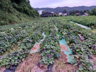 김광기님의 자유주제 · 자유게시판 작성글 사진