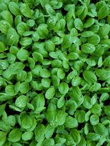 팜모닝 배추·병해충상담 게시글 이미지