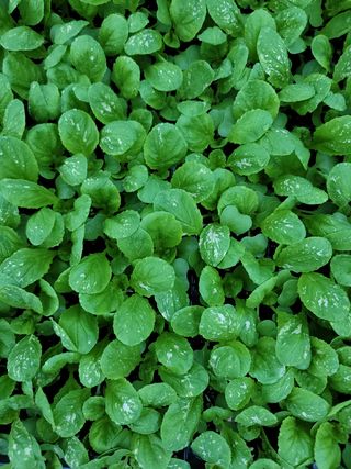 이현철님의 배추 · 병해충상담 작성글 사진